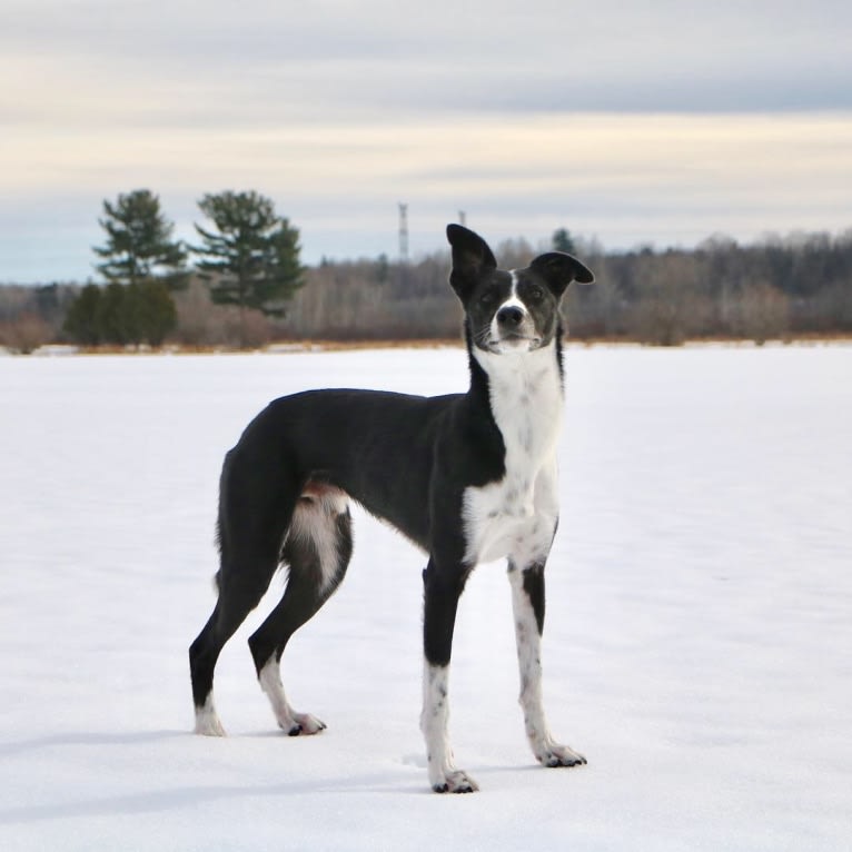 Proven, a Border Collie and Whippet mix tested with EmbarkVet.com