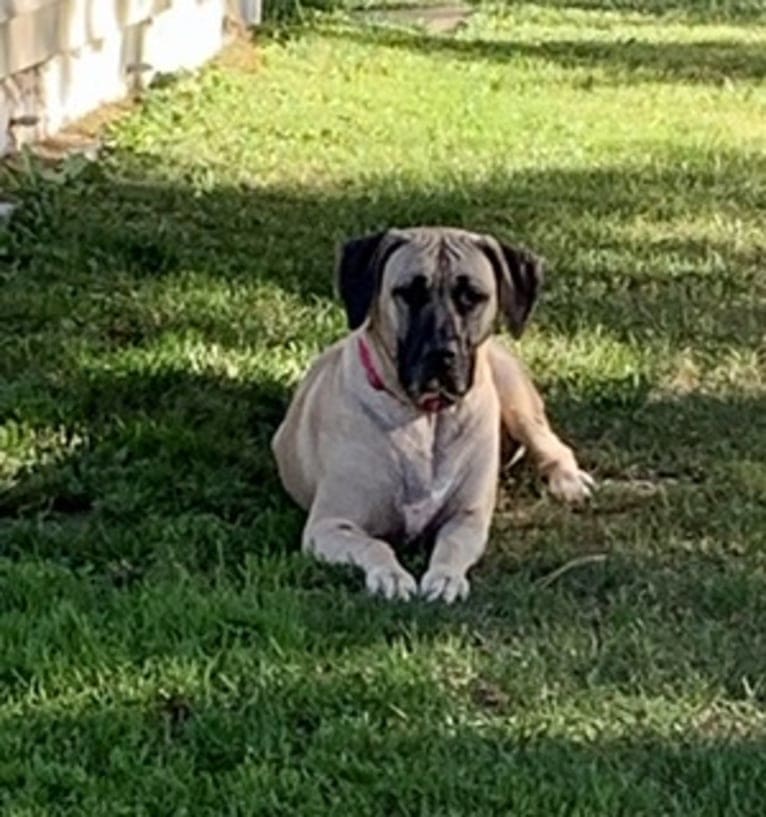 Cali, a Perro de Presa Canario tested with EmbarkVet.com