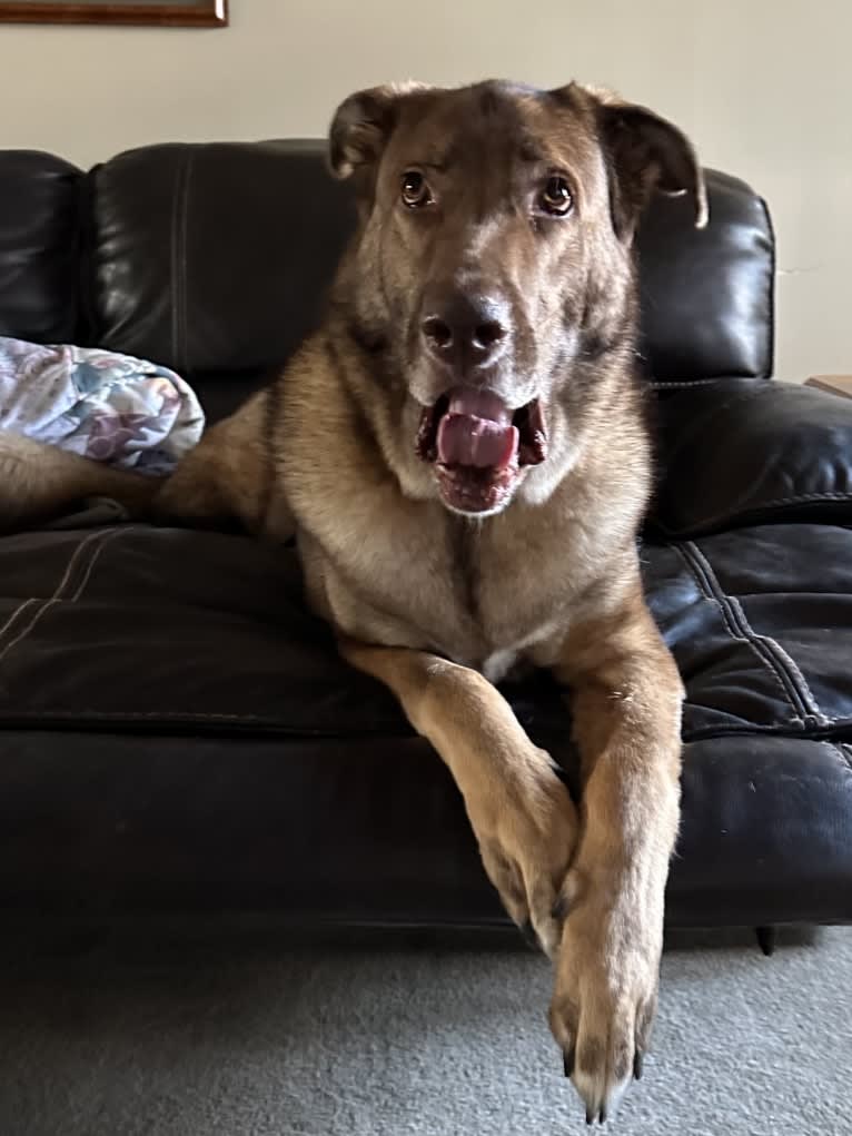 Ceasar, a German Shepherd Dog and Anatolian Shepherd Dog mix tested with EmbarkVet.com