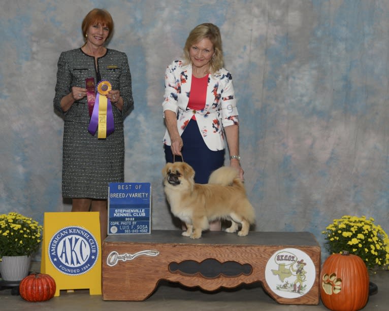 Oak's E-Z Ryder at Sabari - Ryder, a Tibetan Spaniel tested with EmbarkVet.com