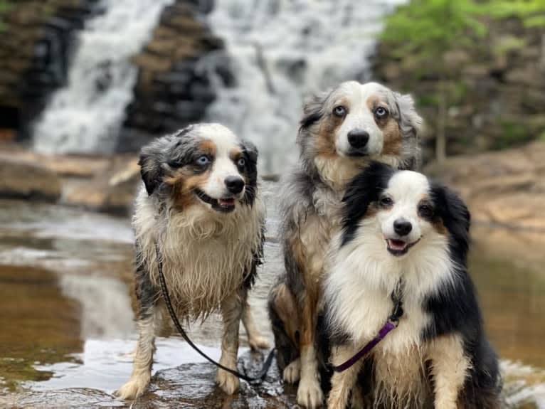 MaizyRose, an Australian Shepherd tested with EmbarkVet.com