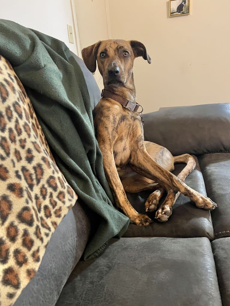 Lyza, a Catahoula Leopard Dog and American Pit Bull Terrier mix tested with EmbarkVet.com