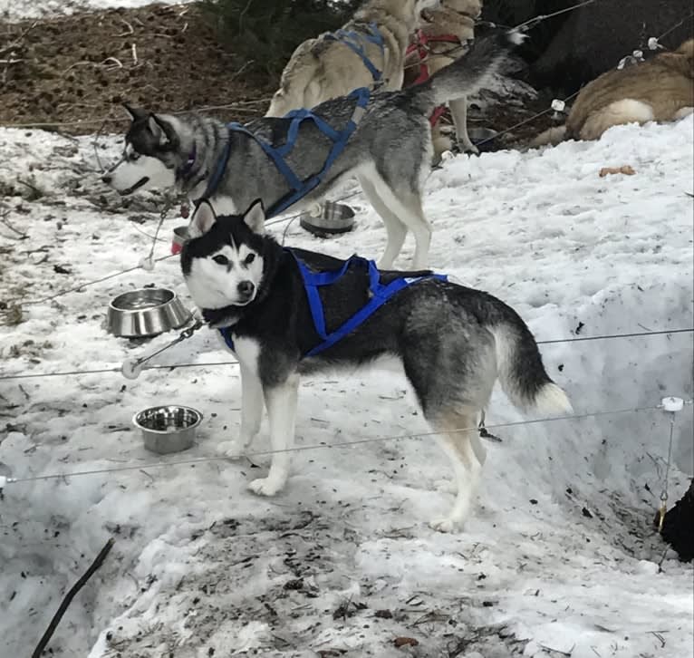 Aspen, a Siberian Husky tested with EmbarkVet.com