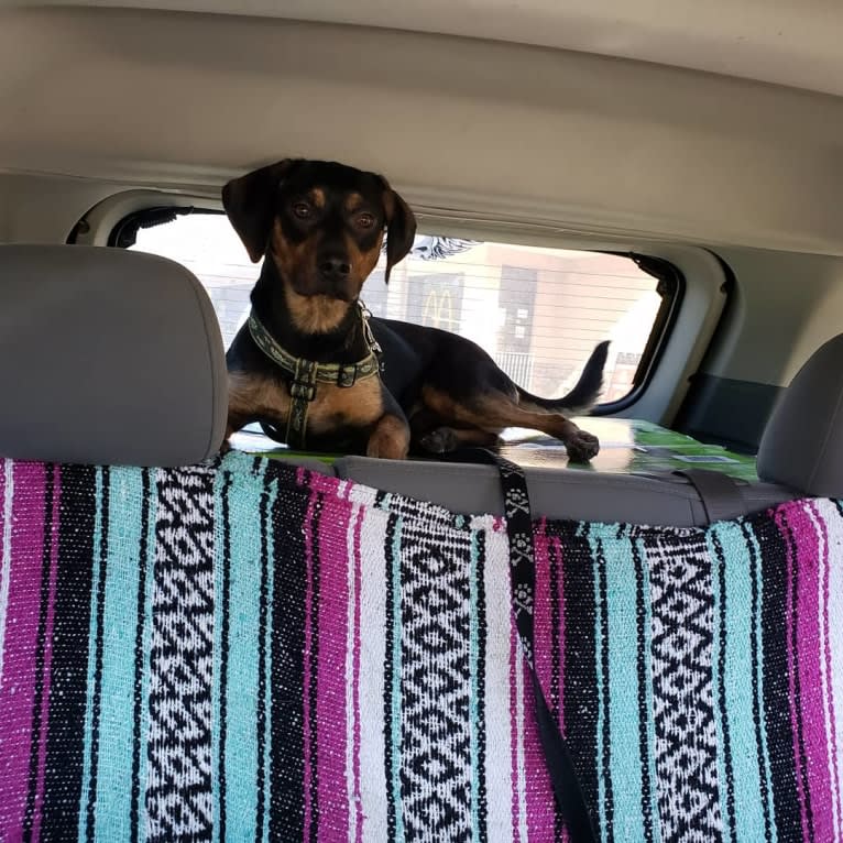 Boone, a Catahoula Leopard Dog and Poodle (Small) mix tested with EmbarkVet.com