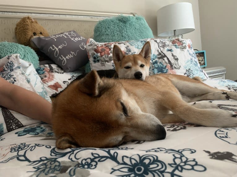 Milo, a Shiba Inu tested with EmbarkVet.com