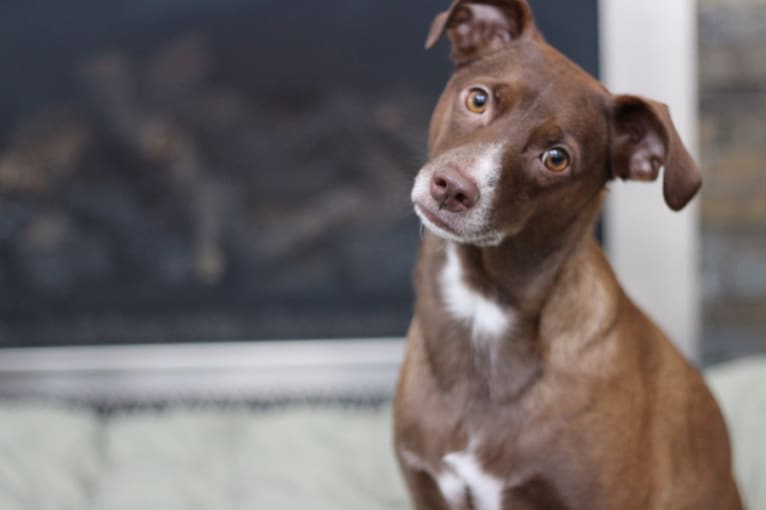Kona, a Chihuahua and Labrador Retriever mix tested with EmbarkVet.com