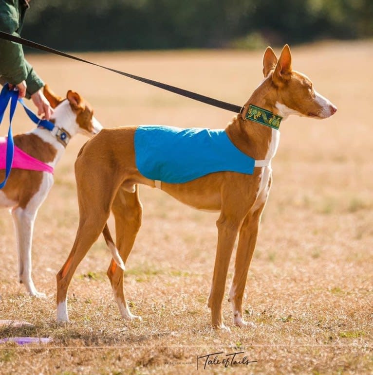 Dean, an Ibizan Hound tested with EmbarkVet.com