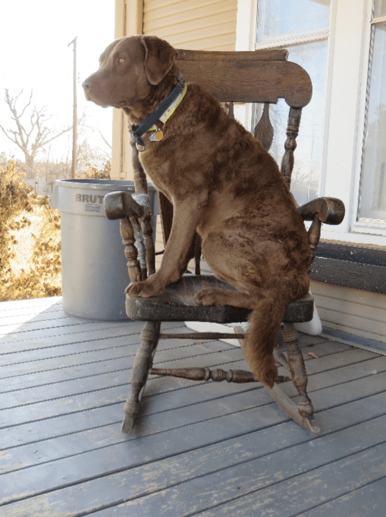 Guess, a Chesapeake Bay Retriever tested with EmbarkVet.com