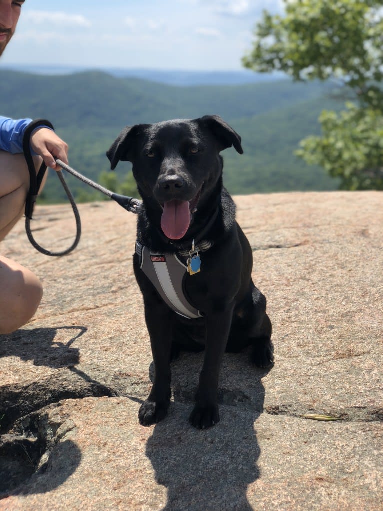 Willow, a Labrador Retriever and Rottweiler mix tested with EmbarkVet.com