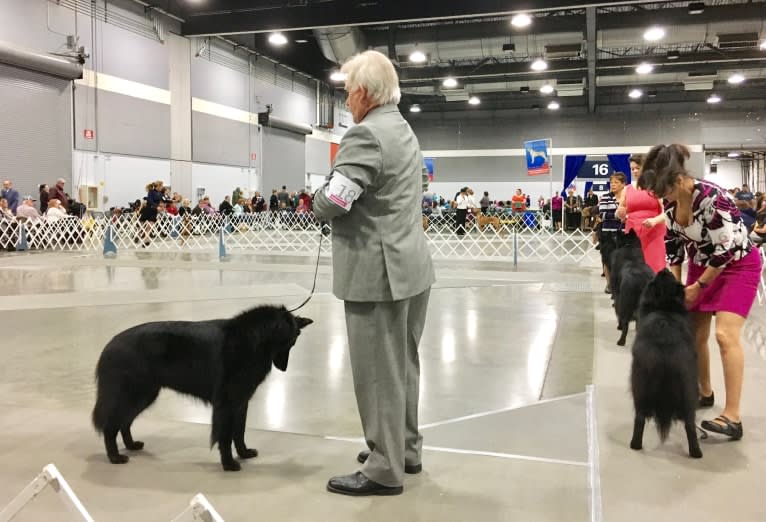 Baku, a Belgian Shepherd tested with EmbarkVet.com