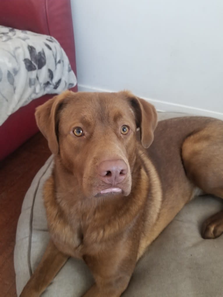 Luca, an American Bulldog and German Shepherd Dog mix tested with EmbarkVet.com