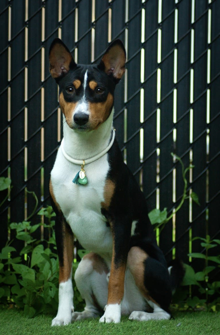 Orion, a Basenji tested with EmbarkVet.com