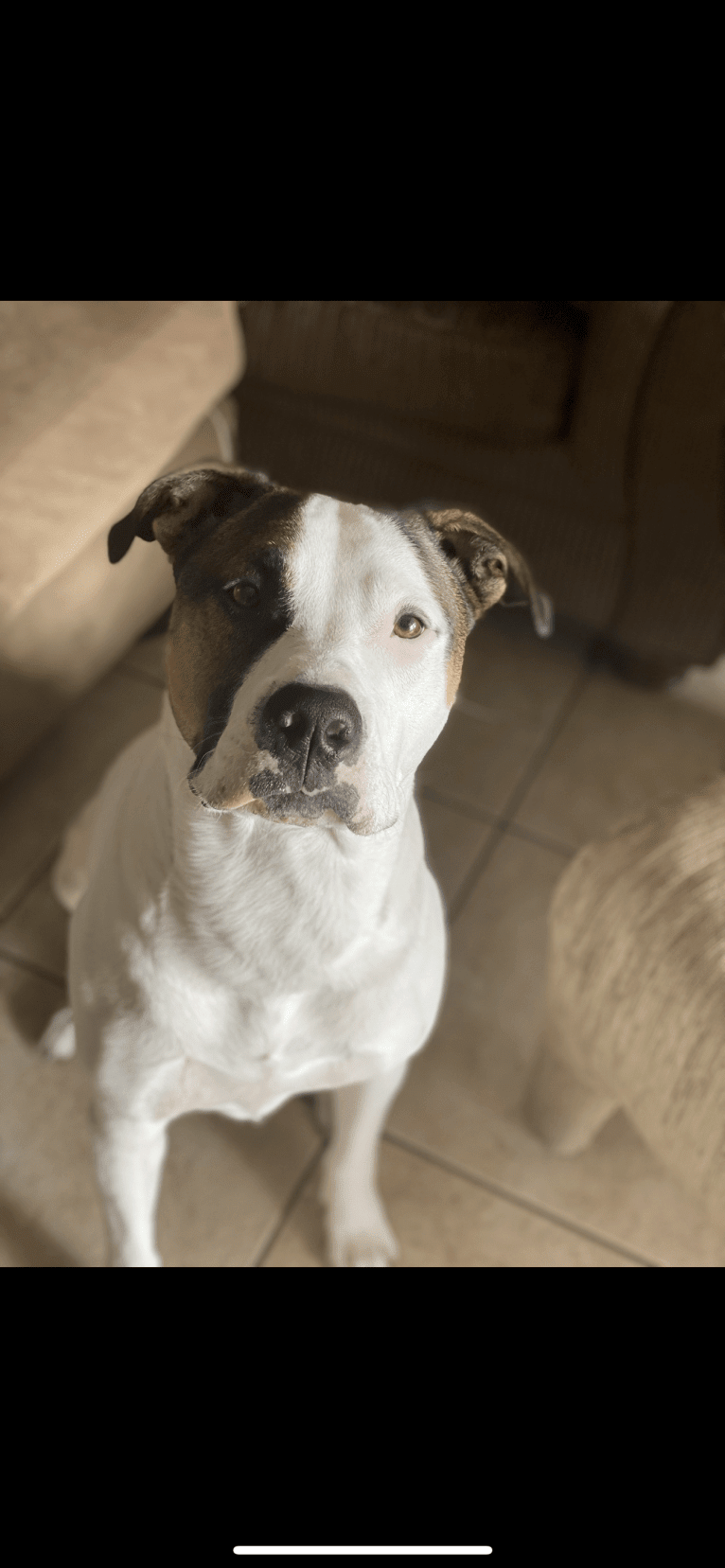 Dozer, an American Pit Bull Terrier and American Staffordshire Terrier mix tested with EmbarkVet.com