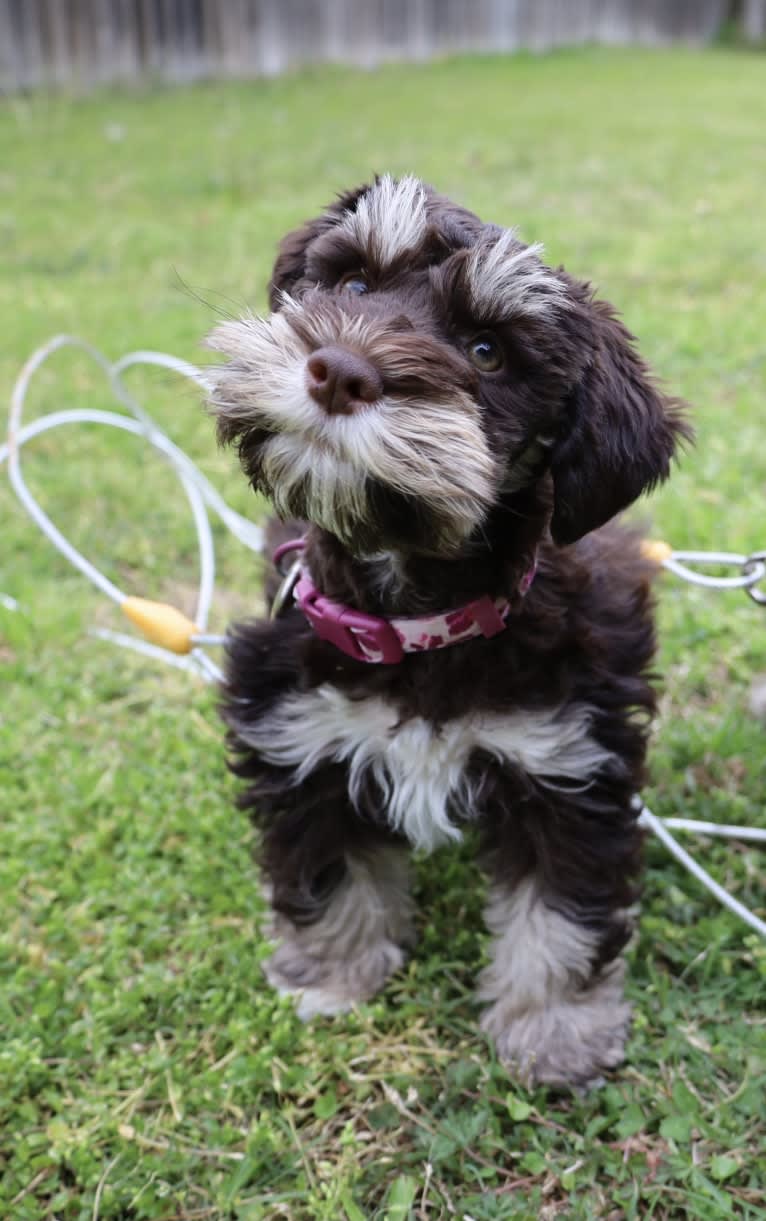 Heidi, a Miniature Schnauzer tested with EmbarkVet.com