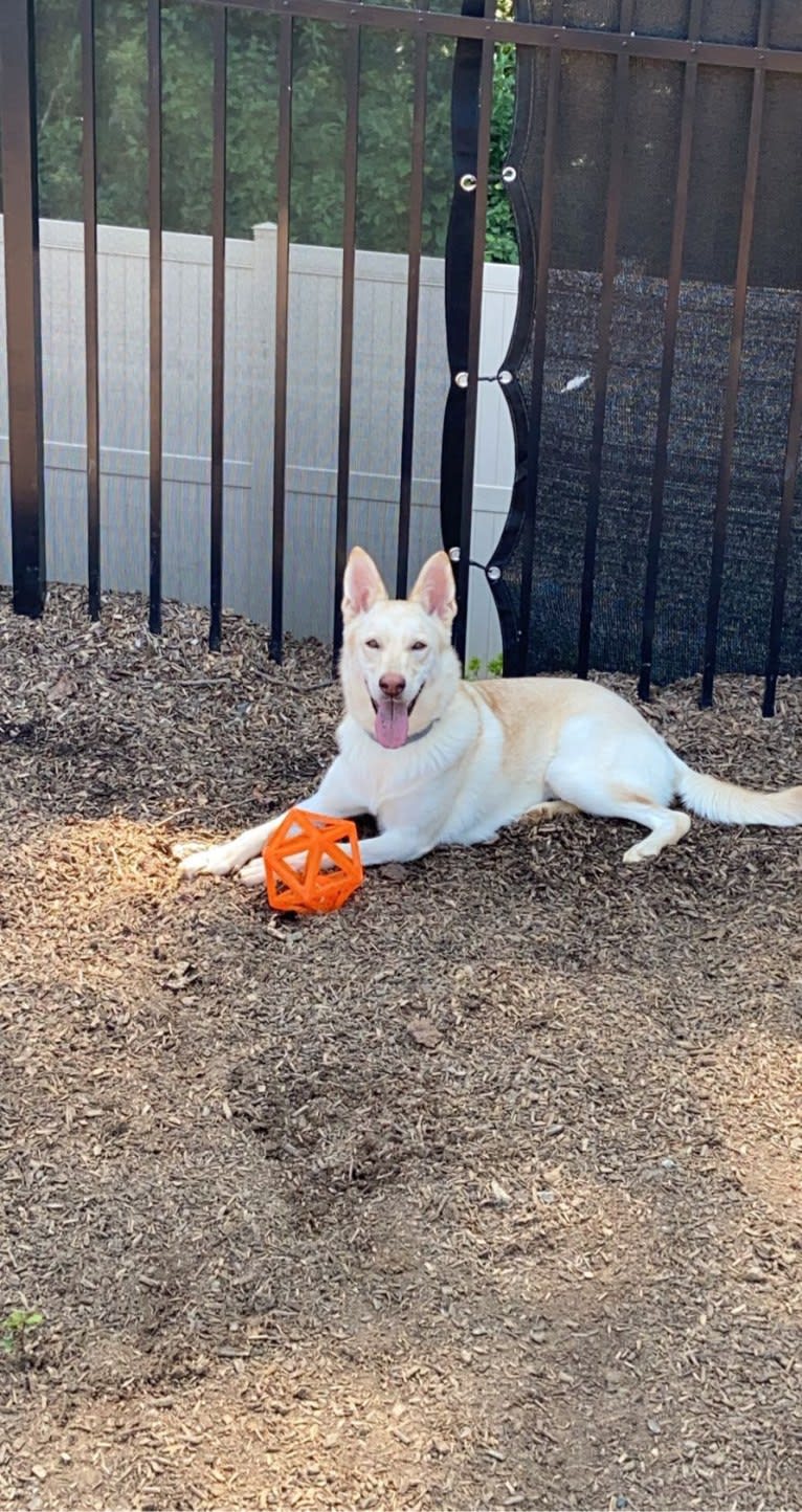 Moxie, a German Shepherd Dog and Siberian Husky mix tested with EmbarkVet.com