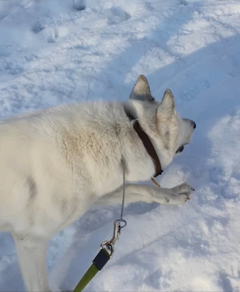 DEMON, a Gerberian Shepsky (5.0% unresolved) tested with EmbarkVet.com
