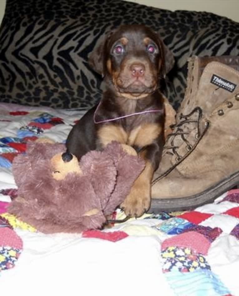 Vlade, a Doberman Pinscher and Labrador Retriever mix tested with EmbarkVet.com