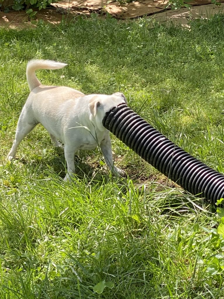 Magnus, a Chihuahua and Russell-type Terrier mix tested with EmbarkVet.com