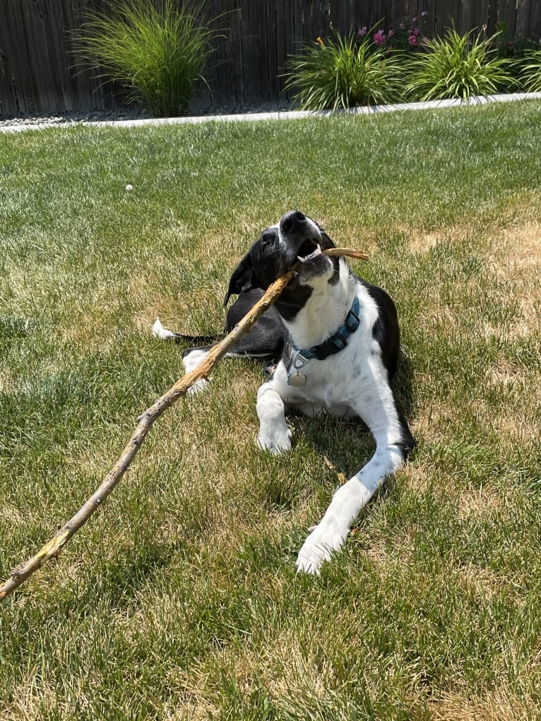 Dexter, a Great Pyrenees and American Pit Bull Terrier mix tested with EmbarkVet.com