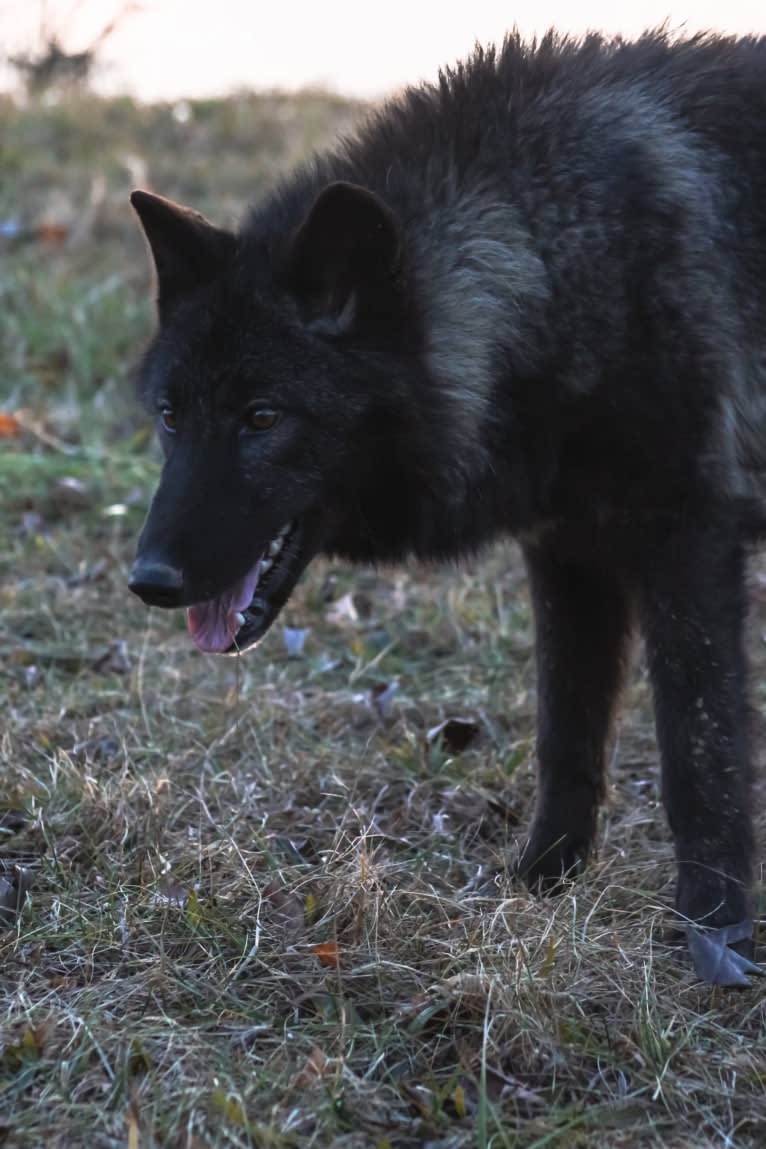 Star Mountain Wolfdogs a dog tested with EmbarkVet.com