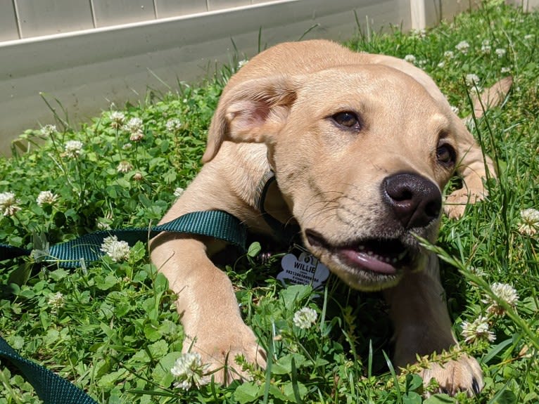 Willie Kirsch, a Labrador Retriever and American Pit Bull Terrier mix tested with EmbarkVet.com