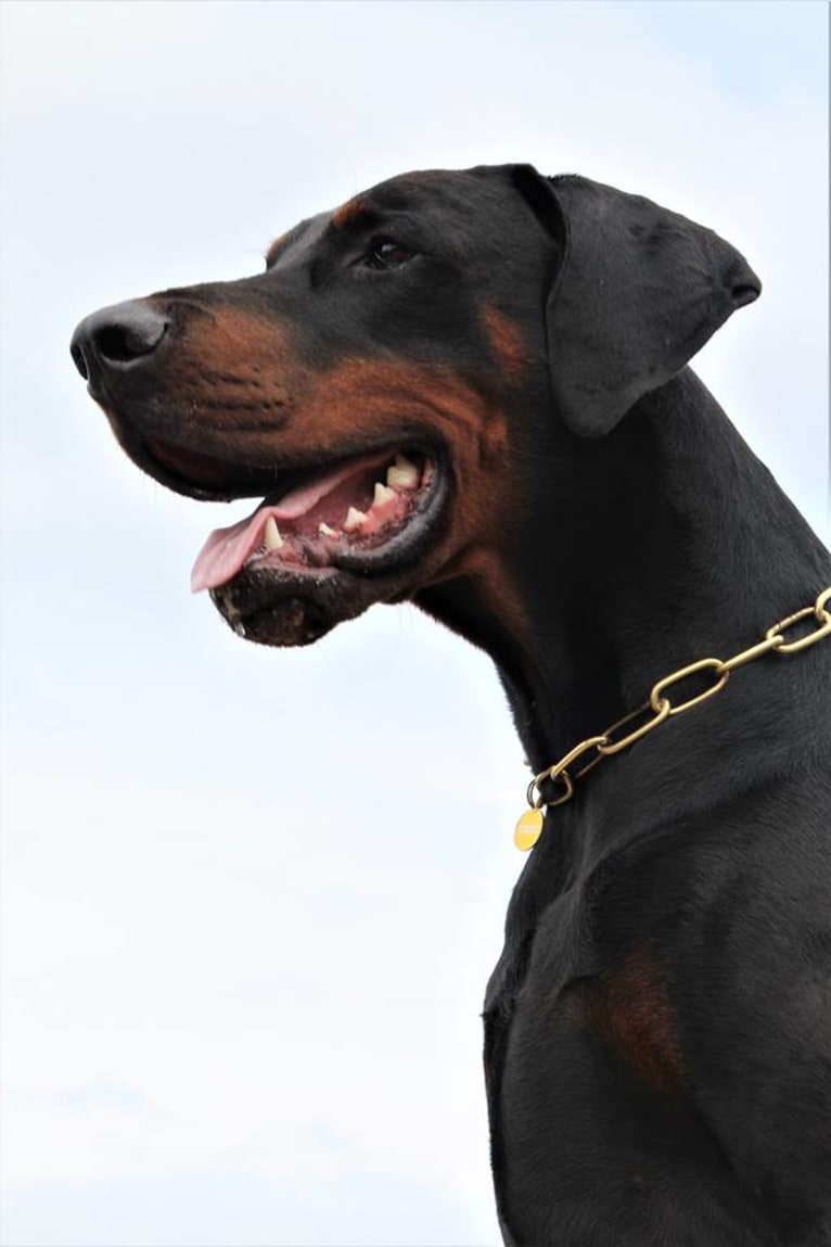 Tyson, a Doberman Pinscher tested with EmbarkVet.com