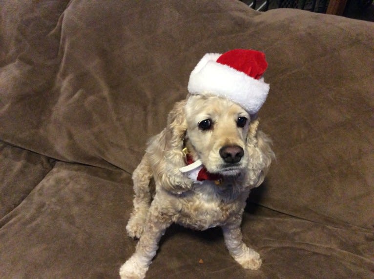 Joey, a Cocker Spaniel tested with EmbarkVet.com