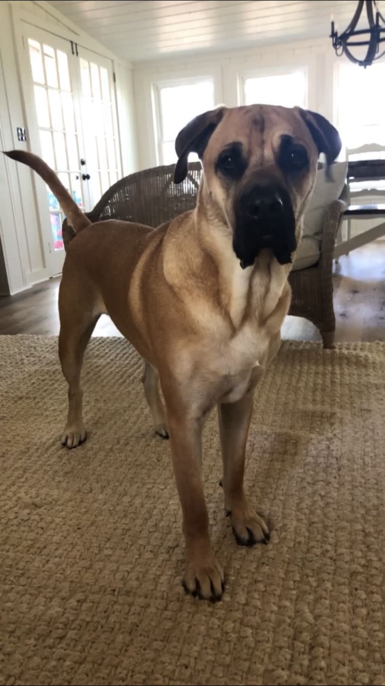 Baloo, a Cane Corso and Labrador Retriever mix tested with EmbarkVet.com