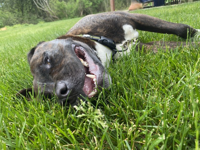 Yoshi, an American Bully and American Pit Bull Terrier mix tested with EmbarkVet.com