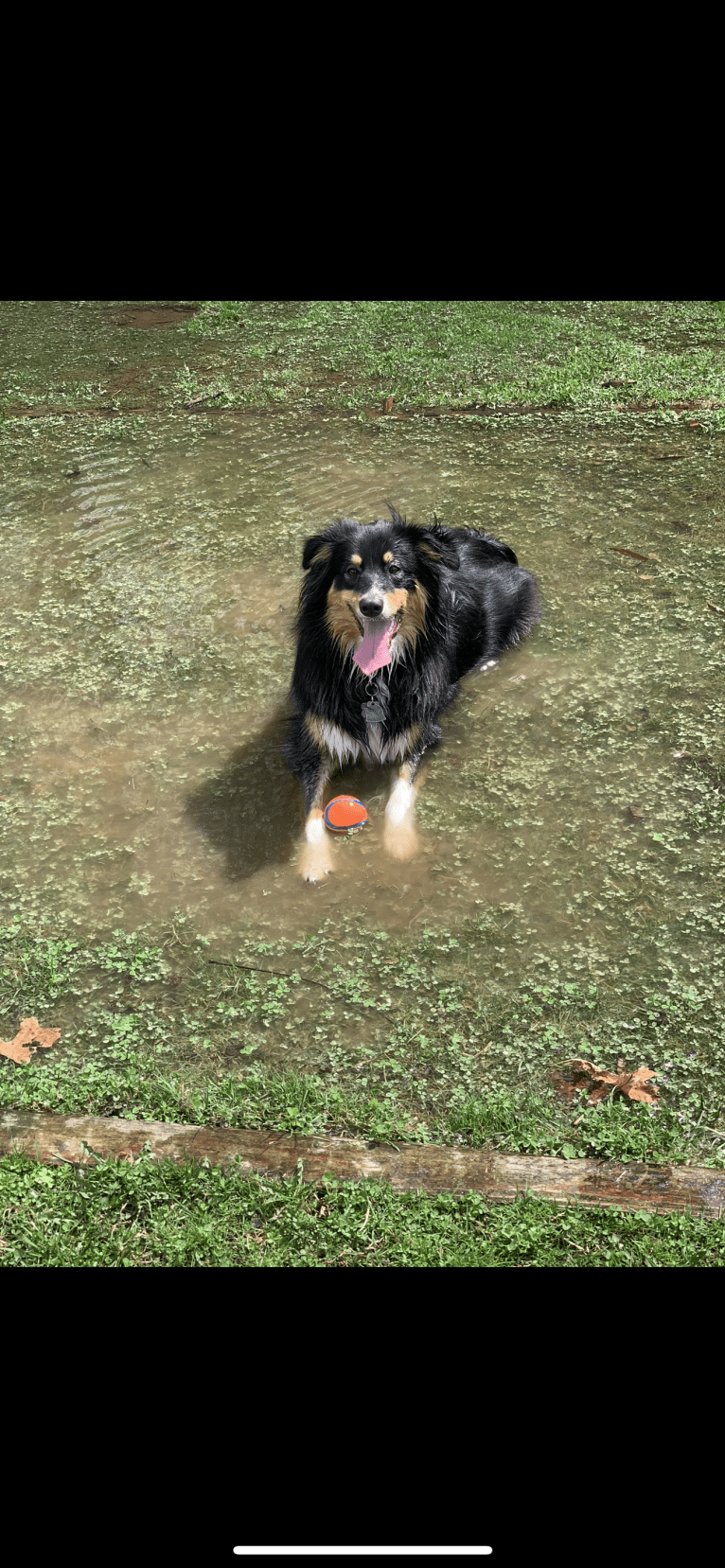 Zoey, an Australian Shepherd and Australian Cattle Dog mix tested with EmbarkVet.com