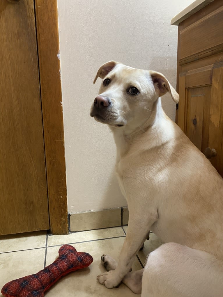 moose, an American Pit Bull Terrier and Labrador Retriever mix tested with EmbarkVet.com