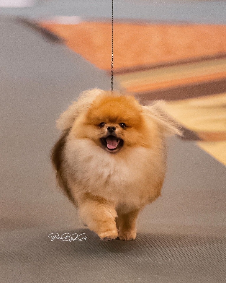 Tank, a Pomeranian tested with EmbarkVet.com