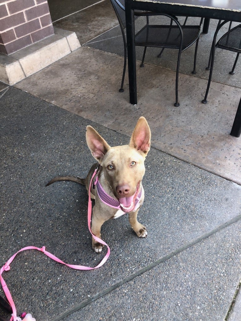 Zoey, an American Pit Bull Terrier and Siberian Husky mix tested with EmbarkVet.com