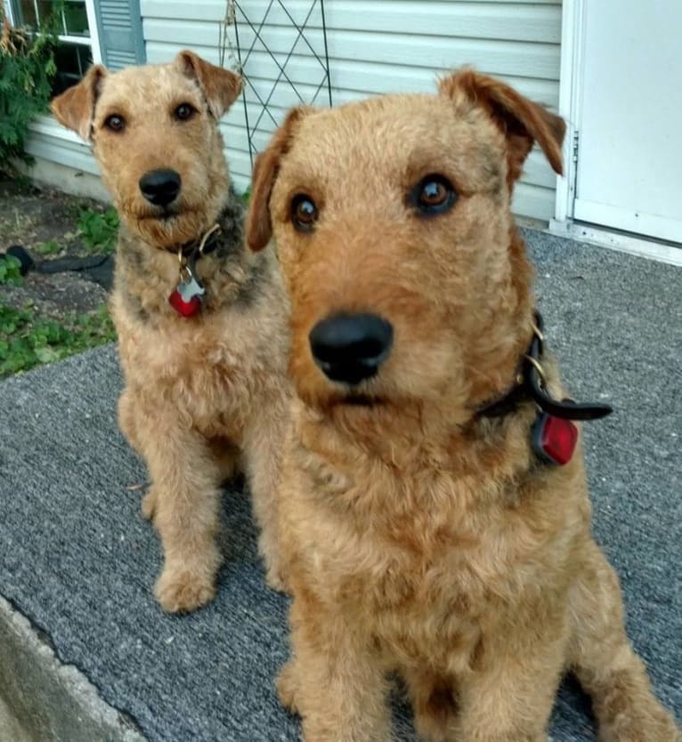 Sasha, an Airedale Terrier tested with EmbarkVet.com