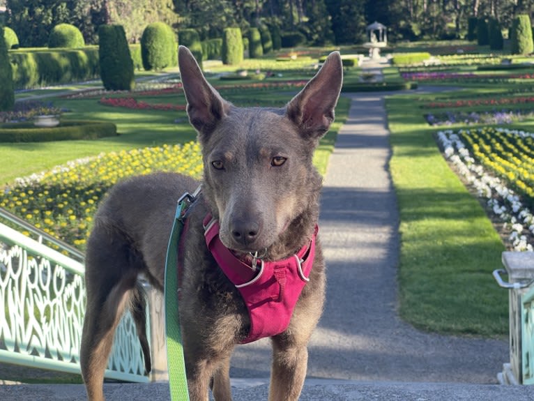 Nora, an Australian Kelpie tested with EmbarkVet.com