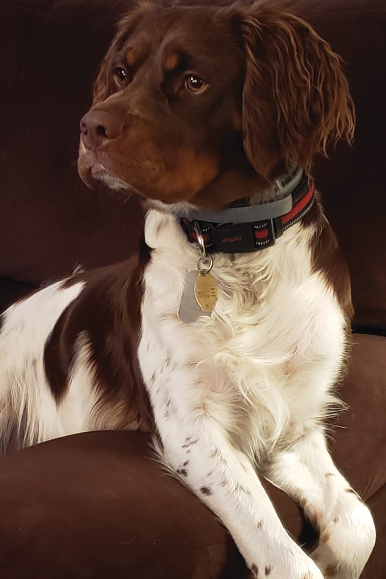 Little Dixie Ranch Gun Runner (Gunner), a Brittany tested with EmbarkVet.com