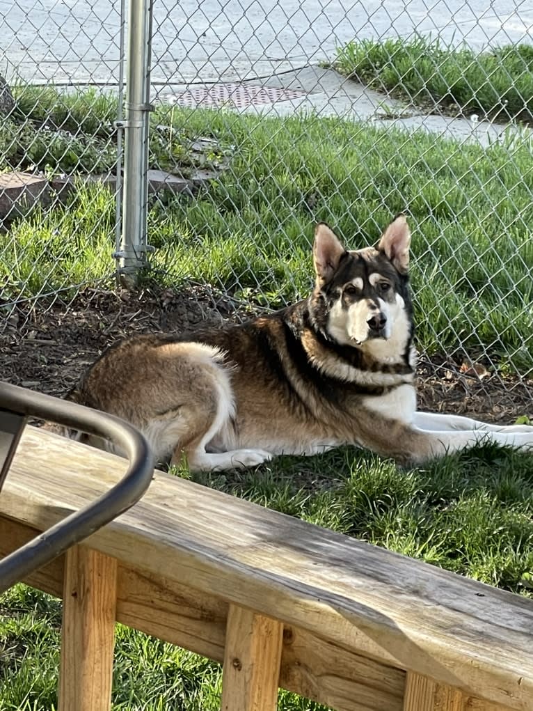 Mattis, a German Shepherd Dog and Alaskan Malamute mix tested with EmbarkVet.com