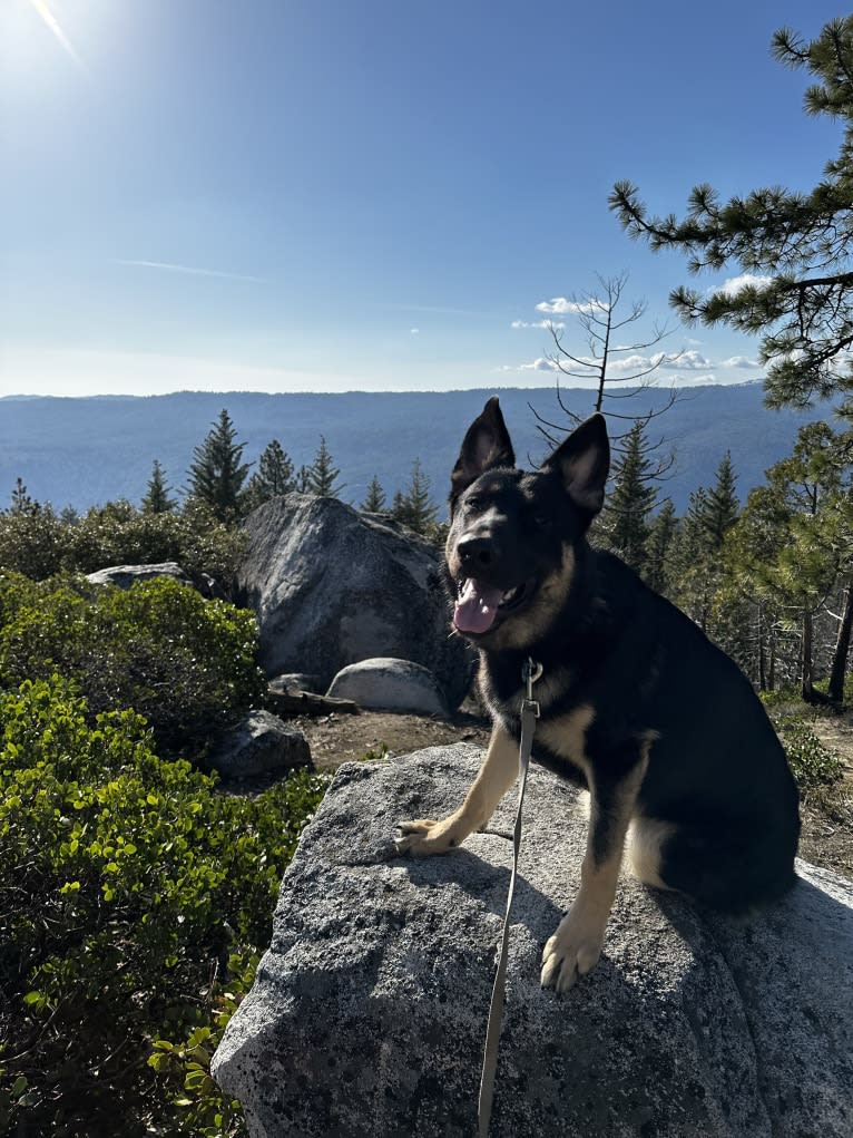 Pyro, a German Shepherd Dog (6.9% unresolved) tested with EmbarkVet.com