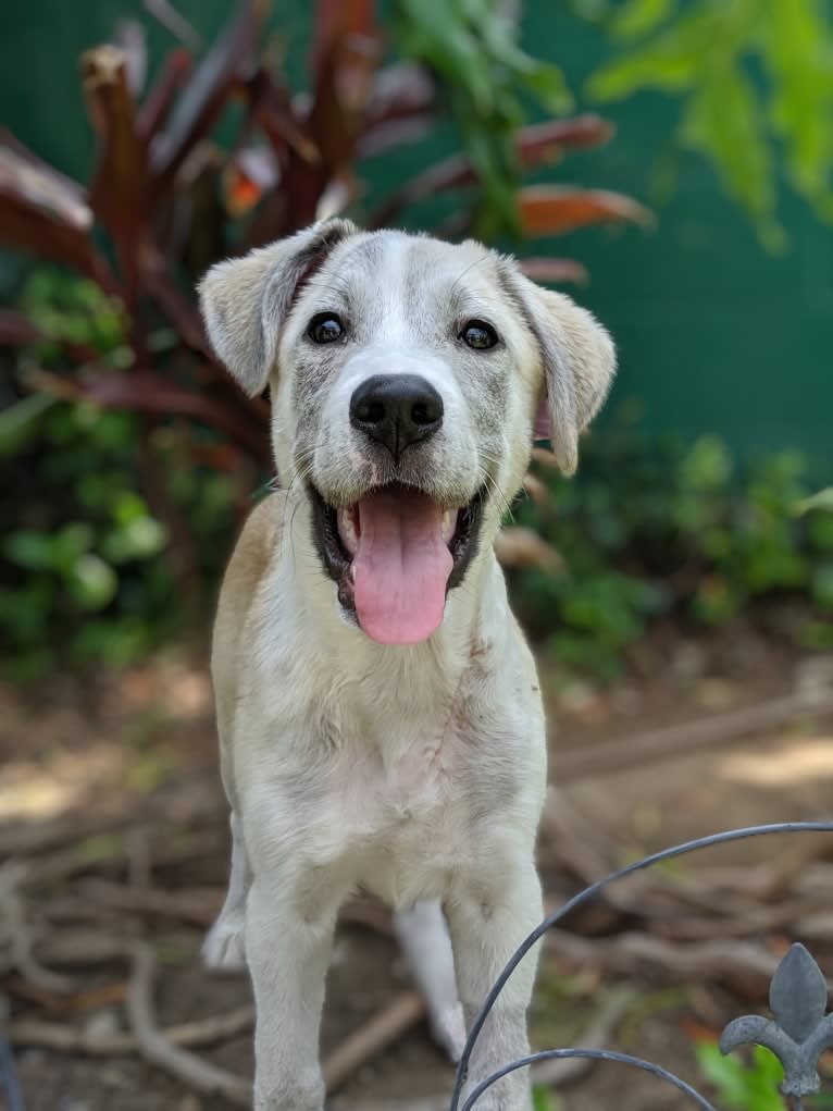 Juno, a Labrador Retriever and Siberian Husky mix tested with EmbarkVet.com