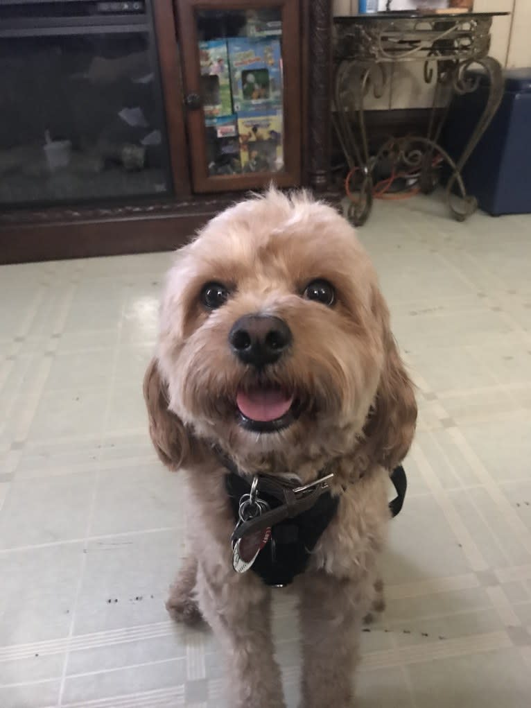 Keeper, a Cavapoo tested with EmbarkVet.com