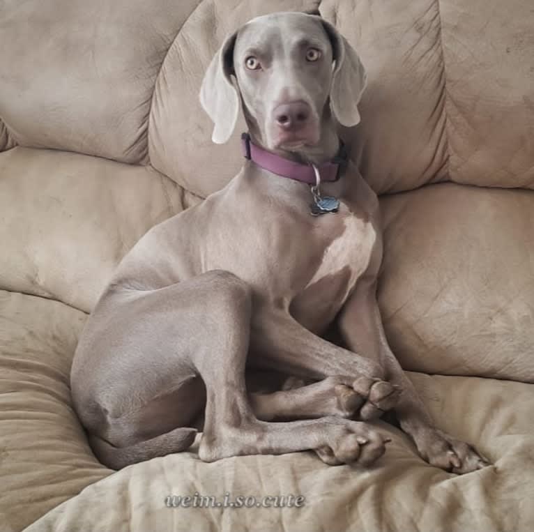 Shelby, a Weimaraner tested with EmbarkVet.com