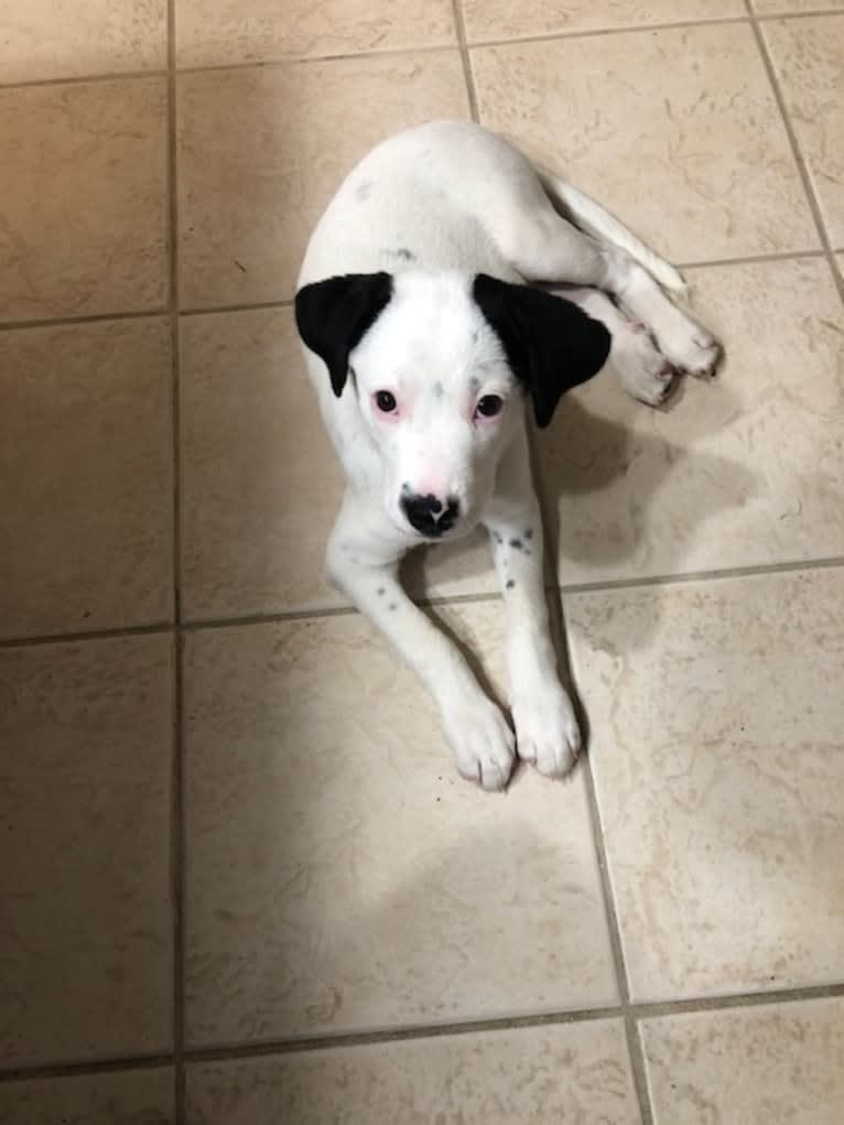 RIVER, a Great Pyrenees and Boxer mix tested with EmbarkVet.com