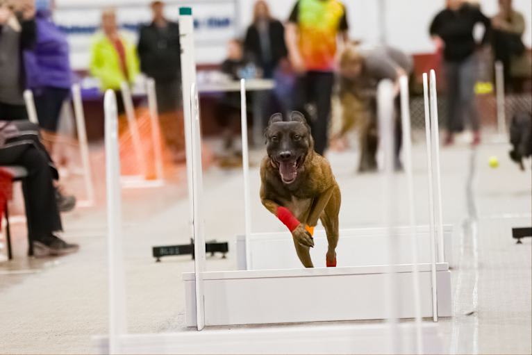 Rocket Raccoon, a Belgian Shepherd tested with EmbarkVet.com