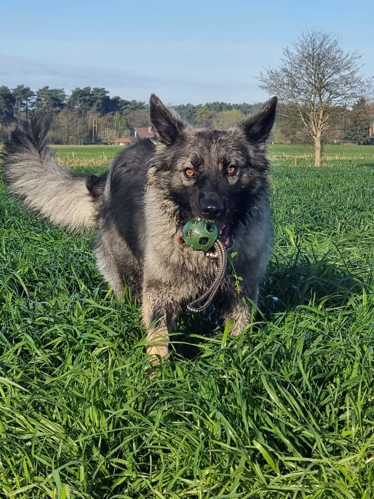 Liesl, a German Shepherd Dog tested with EmbarkVet.com