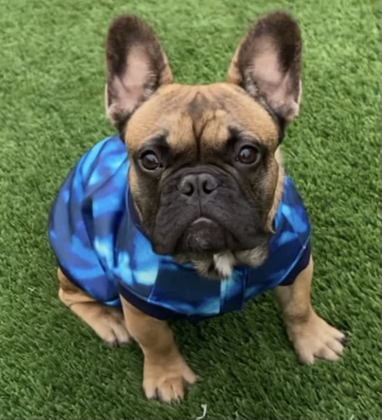 Bruno, a French Bulldog tested with EmbarkVet.com