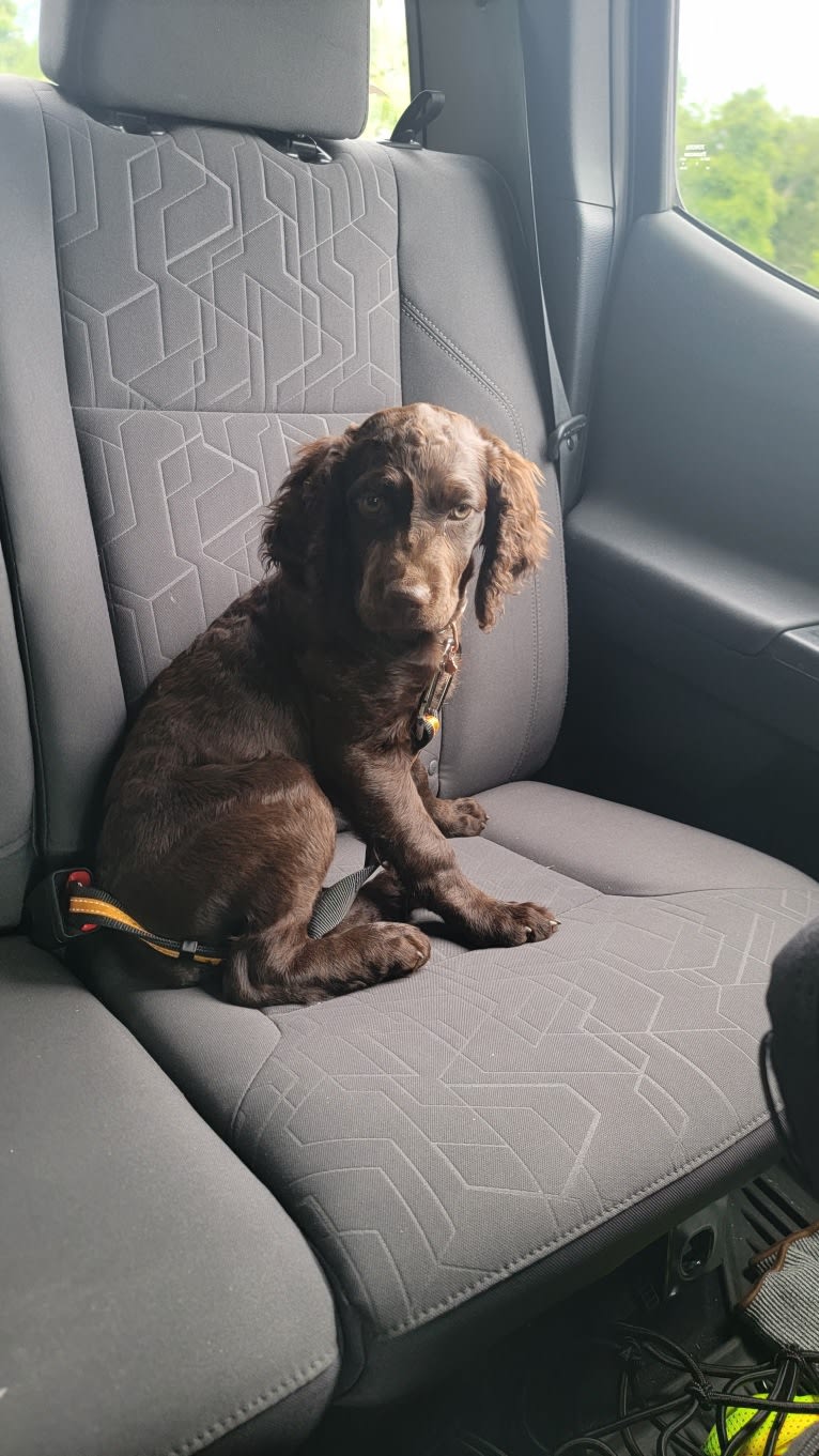 Emerald Jolene Thomas, a Boykin Spaniel tested with EmbarkVet.com