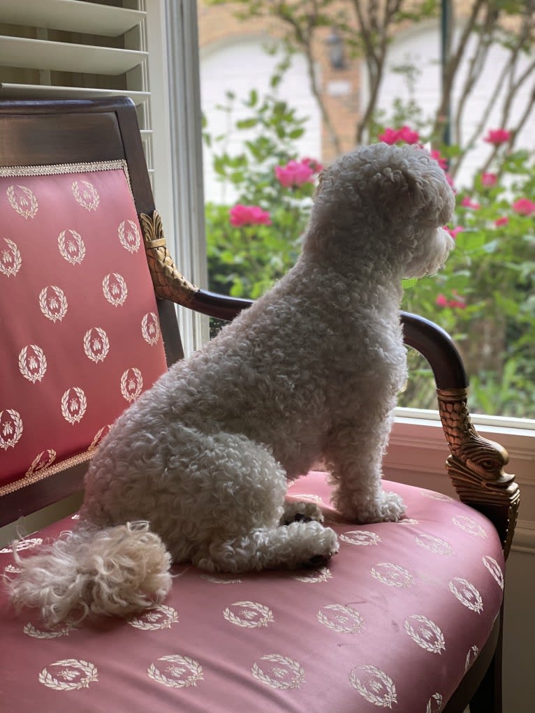 Harlow, a Poodle (Small) and Cocker Spaniel mix tested with EmbarkVet.com