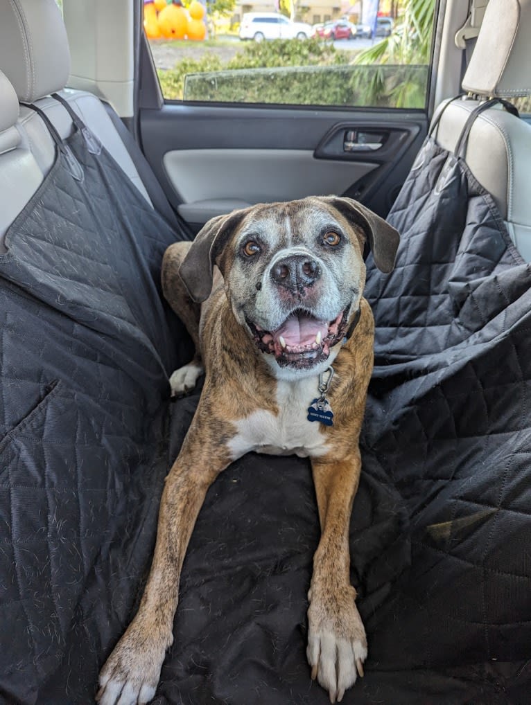 Remy Wayne, a Boxer and American Bulldog mix tested with EmbarkVet.com