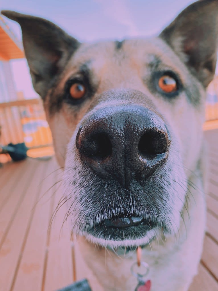 Tiko, a German Shepherd Dog and Perro de Presa Canario mix tested with EmbarkVet.com