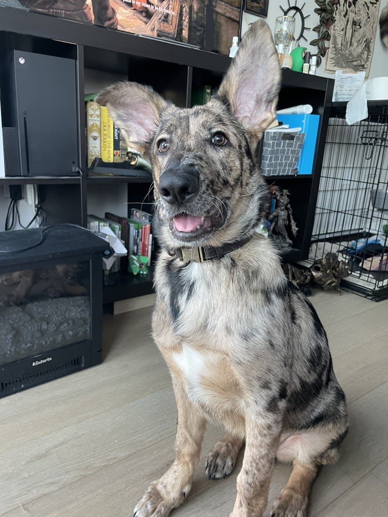 Murphy, a German Shepherd Dog and Labrador Retriever mix tested with EmbarkVet.com